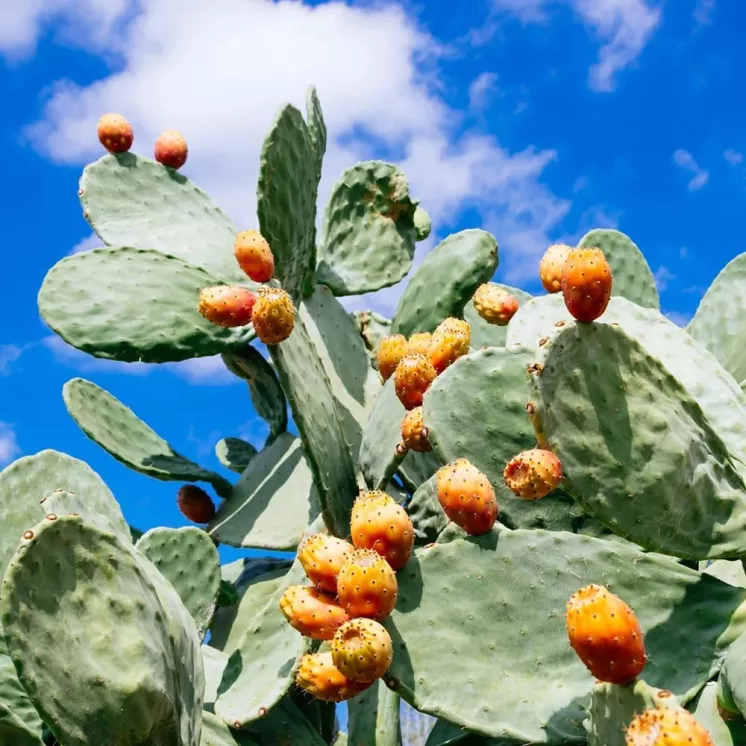Figue de Barbarie (Neopuntia) sur cactus, ingrédient clé du Forever Lean pour bloquer l'absorption des graisses